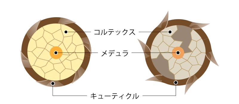 髪の毛の構造